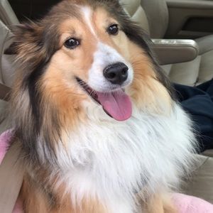 Meet your Posher, Monica